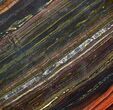 Polished Tiger Iron Stromatolite - ( Billion Years) #92957-1
